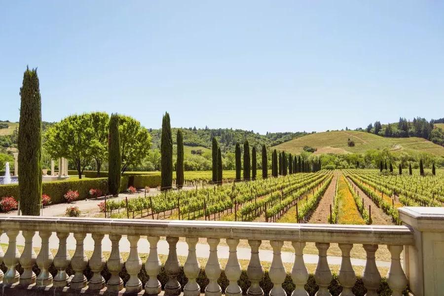 Image of wine grapes in neatly lined up within a winery on sunny day